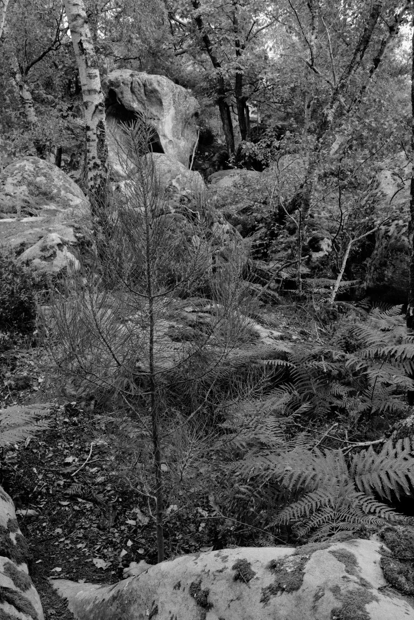 Rochers Noir et blanc