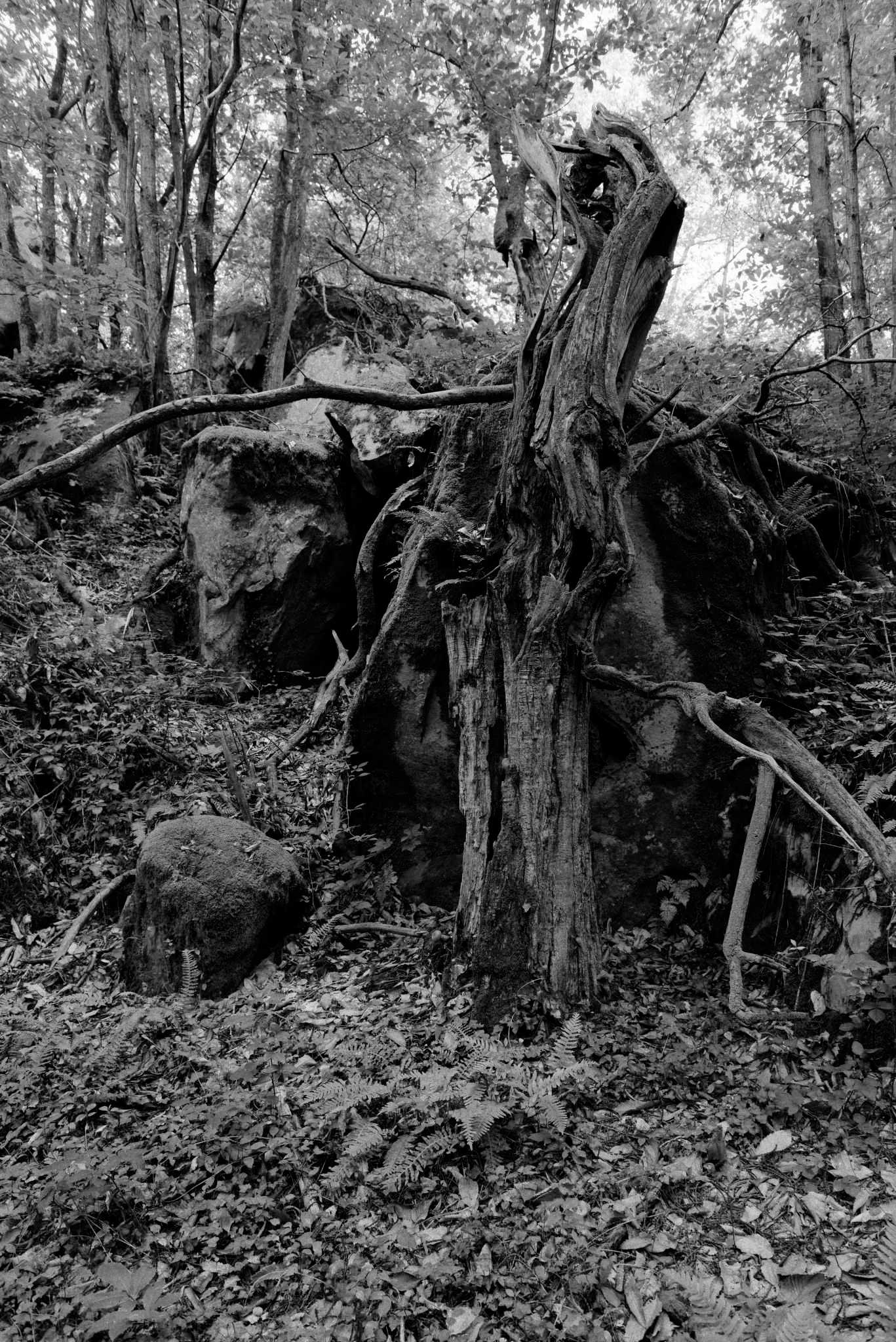 Rochers Noir et blanc